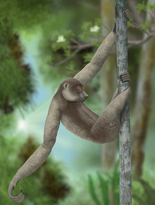 Estinti 73 generi di vertebrati
Il Palaeopropithecus ingens era un grosso lemure estinto vissuto in Madagascar.